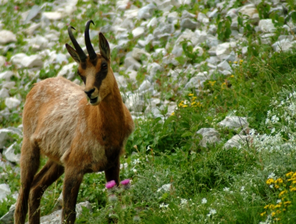 Camoscio d''Abruzzo Rupicapra pyrenaica ornata